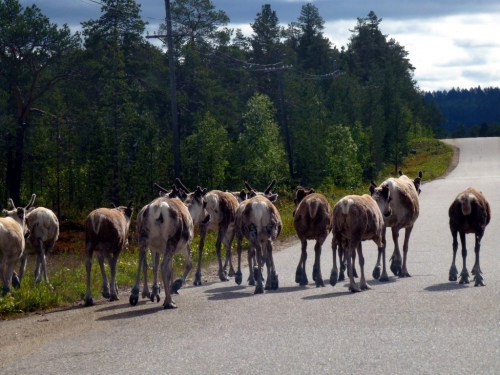 und die Herde zieht weiter